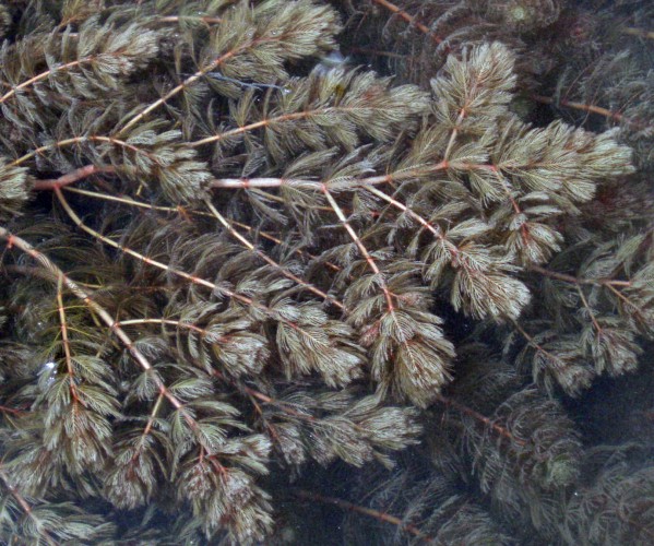 Myriophyllum sp.